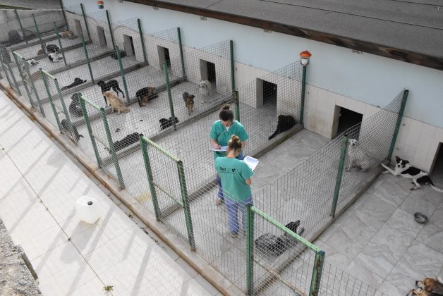 Girne’de 121 köpek kısırlaştırıldı